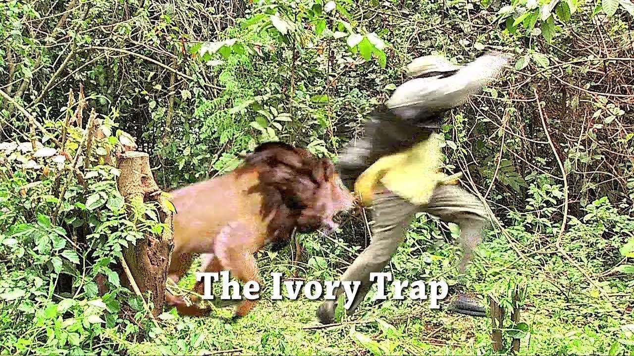 THE IVORY TRAP