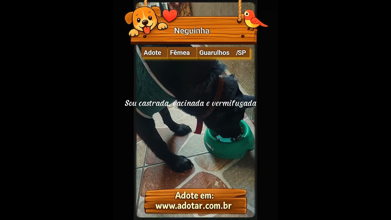 Cachorro raça SRD-ViraLata idade 1 ano nome Neguinha