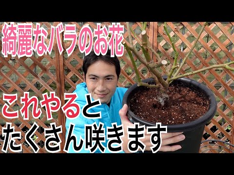 イバラを破壊するにはどうすればよいですか？イバラに対して塩をかけるのは「はい」ですか、「いいえ」ですか？永続的な結果を得るには何に賭けるべきでしょうか?  庭園