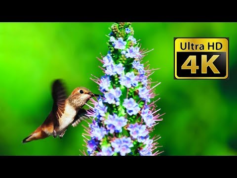 Breathtaking Colors of Nature in 4K 🌻🐦Birds & Flowers ULTRA HD 2160p