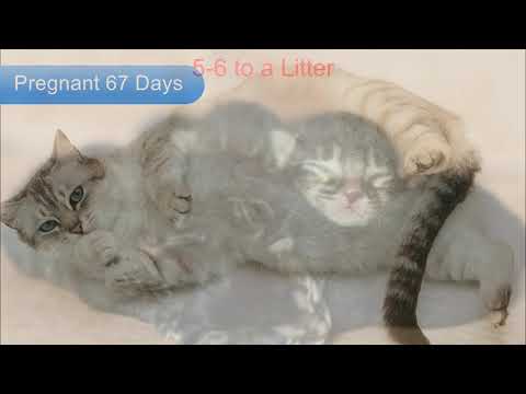 Why do Mother Cats Kill or Eat their Kittens
