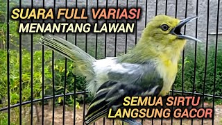 Download lagu SIRTU GACOR SUARA VARIASI PANDAI MENAIKAN EMOSI LAWAN - BIKIN SIRTU LAIN IKUT GACOR mp3