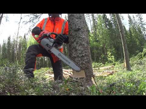 Metsolan Metsäkoulu 289 - Takakaltevalle puulle tämmönen kolo?