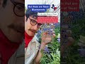 Plantlets: Bluebonnets