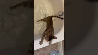 My cat is so curious 👀 #shorts #cat #catvideos