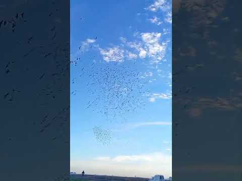 26-7-2026 : Suelta del CIP dese Trenque Lauquen, Buenos Aires