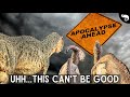 How Did Birds And Crocodilians Escape Extinction