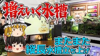 デスクトップに水槽！趣味スペース増量中　ぷちアクアリウムデスクツアー　細長い水槽立ち上げ/ 60cm水槽経過報告 アクアリウム / 水槽【ゆっくり実況】水槽飼育Vlog風解説