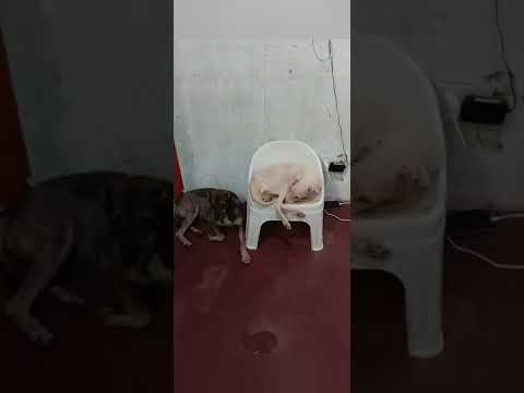 tent for after her spay