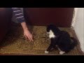 Funny Cat Fights And Bites