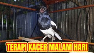 Download lagu Terapi kacer ngeplong keras di malam hari, ampuh bikin nyaut kacer bahan langsung ngeplong gacor! mp3