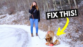 How to Train Your Dog to Leave It & STOP Scavenging on Walks