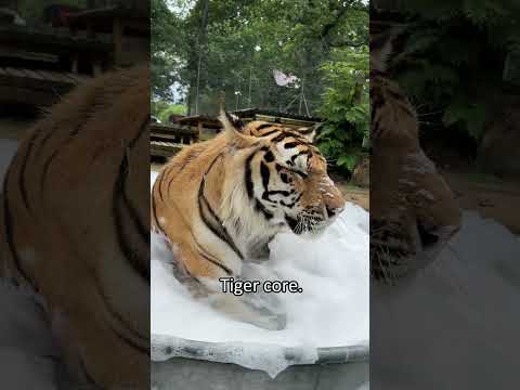 Tiger core. 🐯🐯