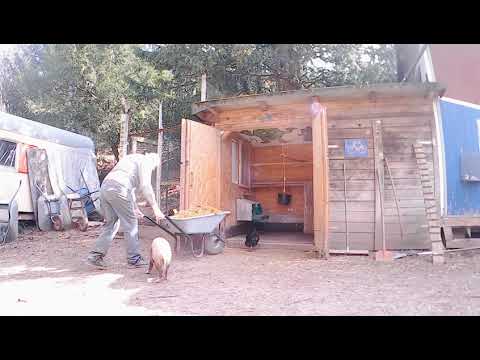 Schnell mal den Hühnerstall misten