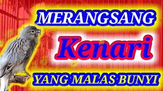 Download lagu PANCINGAN KENARI MALAS BUNYI || PANCINGAN KENARI MACET TOTAL || PANCINGAN KENARI MACET BUNYI mp3 Download lagu PANCINGAN KENARI MALAS BUNYI || PANCINGAN KENARI MACET TOTAL || PANCINGAN KENARI MACET BUNYI mp3