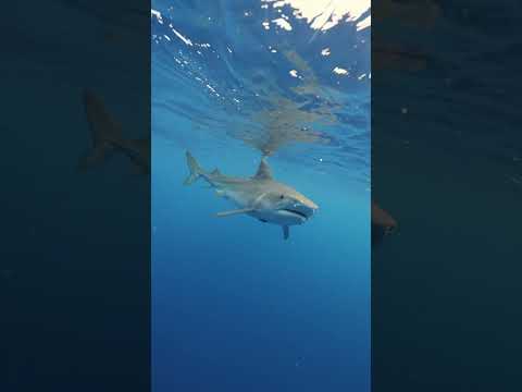 Tiger Shark Following Me In The Deep Sea???? #shark #sharks #tigershark #sharkdiving