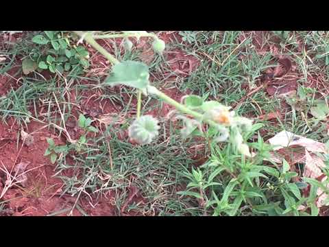 a flower outside my home by sailaja v