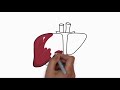 How to draw a sketch of human liver | boostSCIENCE Gyan