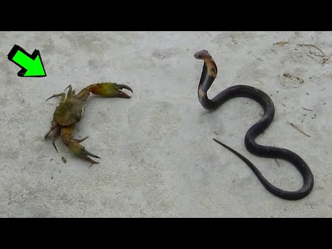 The Animals Start Fighting When They See Each Other | Chapter 45 | CRAB vs. COBRA