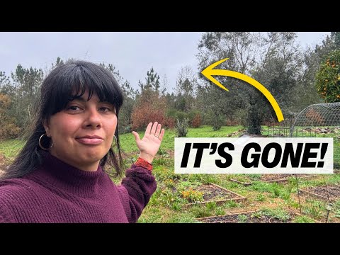 The storm that finally blew it... | Rebuilding a ruin in Portugal