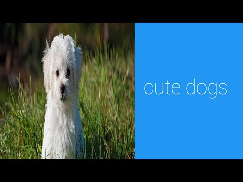 Cute dogs! Dogs! Animals