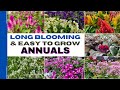 Top 15 Easy Care and Long Blooming Annuals  | 15 Best Annual Flowers That Can Tolerate Full Sun