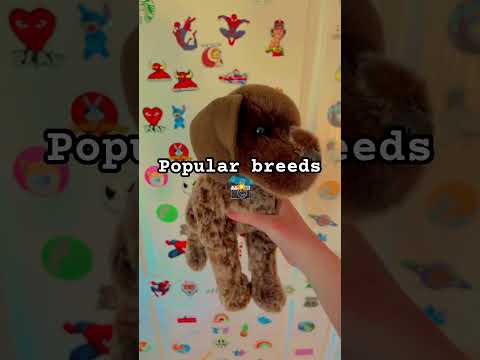 Mein Zimmer ist jetzt voller Douglas-Hunde :S #essa #Stofftiere