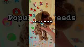 Download lagu My room is scattered with Douglas dogs now :S #essa #stuffedanimals mp3 Download lagu My room is scattered with Douglas dogs now :S #essa #stuffedanimals mp3