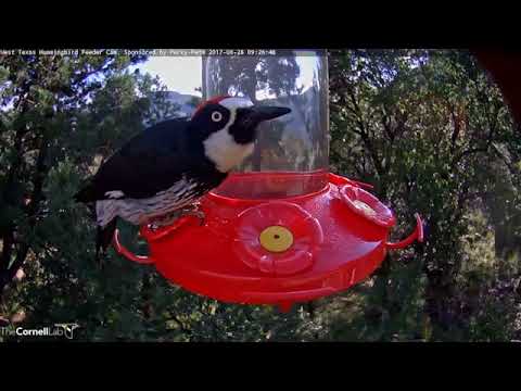 Immature Rivoli's Hummingbird Interrupted by Acorn Woodpecker – August 28, 2017