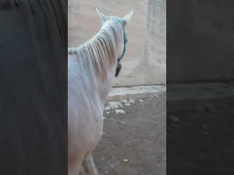 LINXHENDA -Überdauer die Zeit (prod. X)