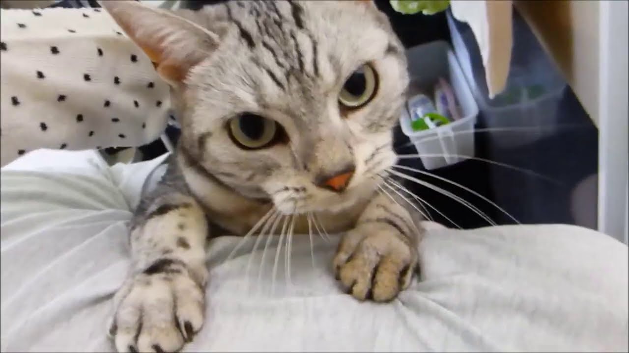 お風呂から逃走を試みたが…予期せぬ緊急事態発生に焦る猫 -Cat Tries To Run Away From Bath Time
