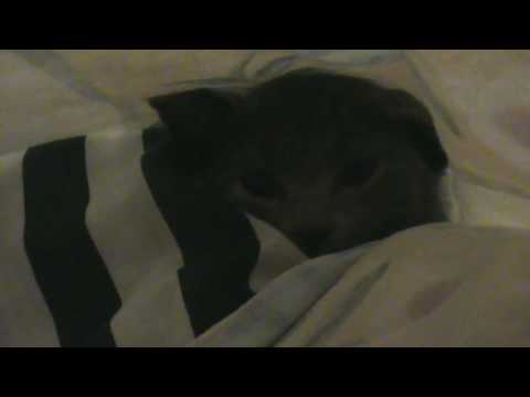 kitten is hiding in a pillow