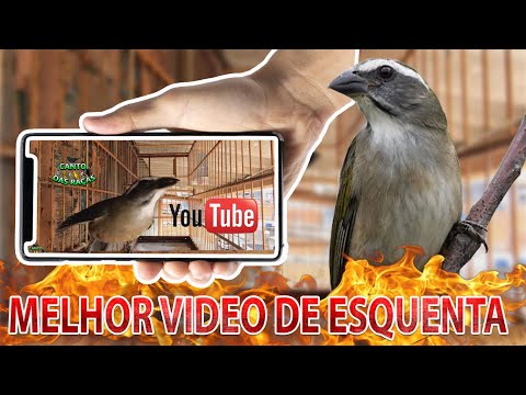 ❤️‍🔥 ESTIMULE ESQUENTE SEU TRINCA FERRO ❤️‍🔥 descongela trinca ferro / pixarro green winged saltator