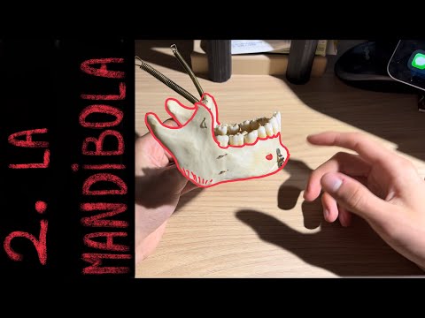 ANATOMIA: 2. La mandibola 