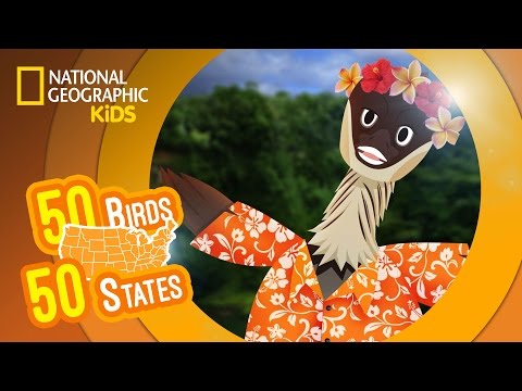 Hawaii - Feat. Rapper MC Nene the Nene | 50 Birds, 50 States