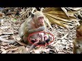 Popeye Hungry Fruit Newborn Baby Polly Cry So Loudly Cos Mom Popeye Not Carry Her Baby