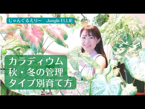 カラシジウム・ファシアタム