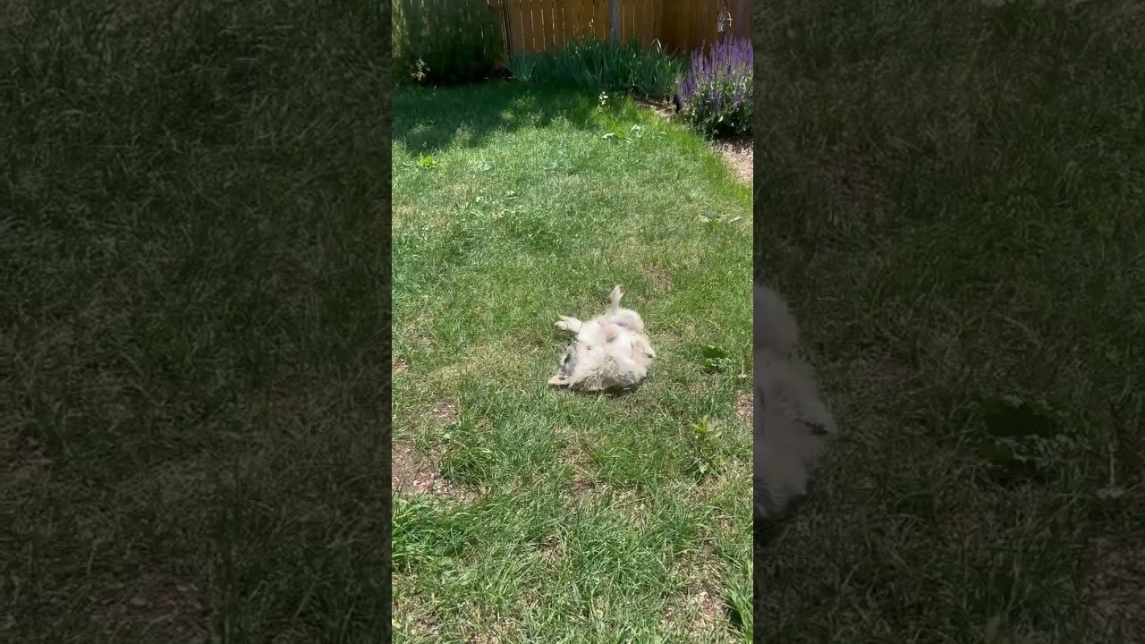 Celeste, a ADOPTABLE mixed breed in Fort Collins, CO video 5/5