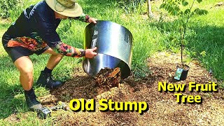 Planting a Fruit Tree on TOP of an Old STUMP!