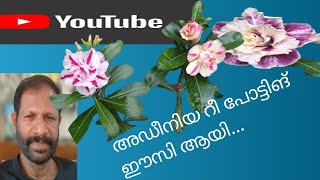 അഡീനിയം ചെടികൾ റീ പോട്ടിങ് , വളപ്രയോഗം....