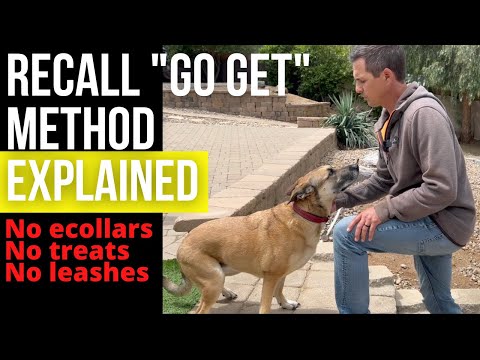 Train Recall (Come) fast, "go get" method shown, no ecollars, leashes or treats.