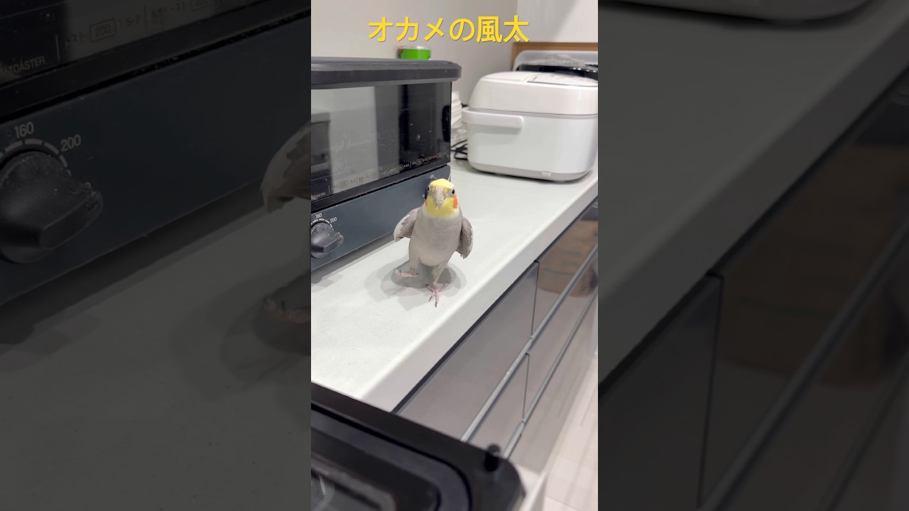 2026.3.27 ブルブルするオカメインコの風太くん #オカメインコ