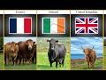 Cattle Breeds From Around The World L Famous Cattle Breeds By Country