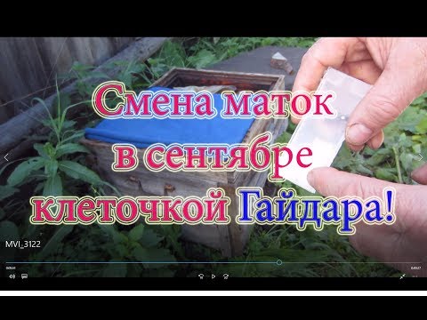 1 Часть. СМЕНА МАТОК В СЕНТЯБРЕ при помощи КЛЕТОЧКИ ГАЙДАРА🔥🔥🔥