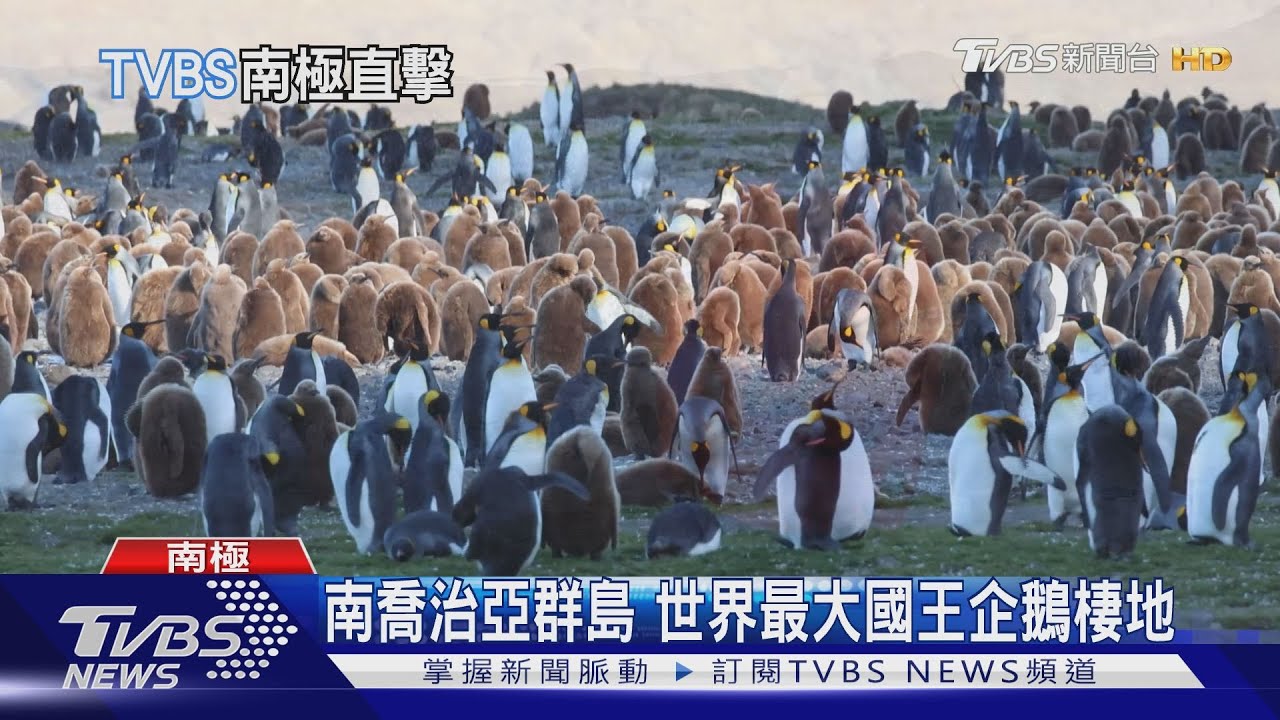 南極看企鵝夯! 遊客須遵守規範保護環境