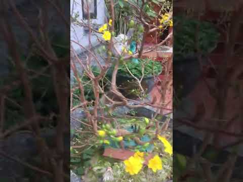 Hoa mai miền Bắc