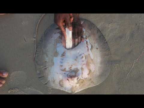 Na-ngurrkwena 'They Hunted'