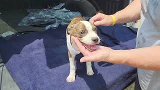 Video preview image #1 Boston Terrier-Unknown Mix Puppy For Sale in Bandera, TX, USA