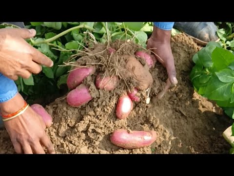 #HZPC Seeds #Memphis 🥔🥔 - लाल में सबसे ज्यादा पैदावार देने वाली किस्म है