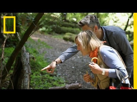 Seriously, Trees Are Amazing | Going Deep With David Rees